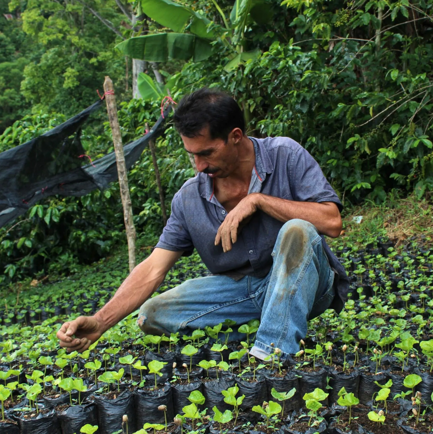 đđł CafĂ© de SpĂ©cialitĂ© du Honduras â Bourbon LavĂ© â Finca Las Flores â Roberto SabillĂłn