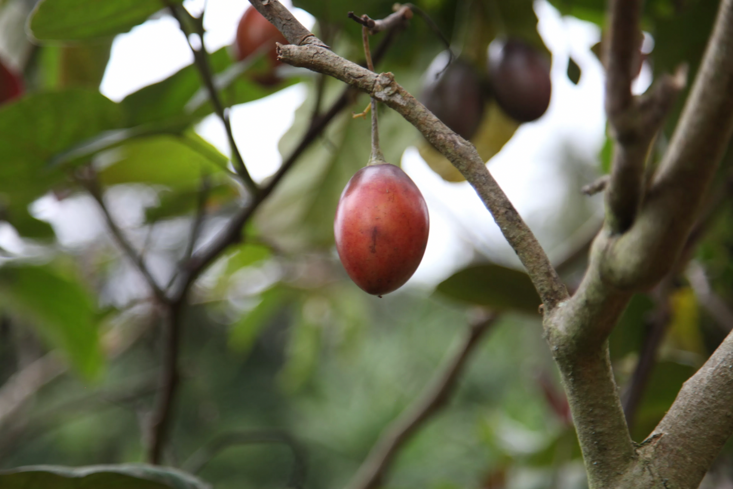 đ§đŽ CafĂ© de SpĂ©cialitĂ© â Pacamara Naturel â Finca El Mirador (Bolivie)