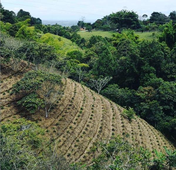 🇨🇴 Café Décaféiné - Yenni Esperanza - El Paraiso - Castillo - Arabica 🇨🇴