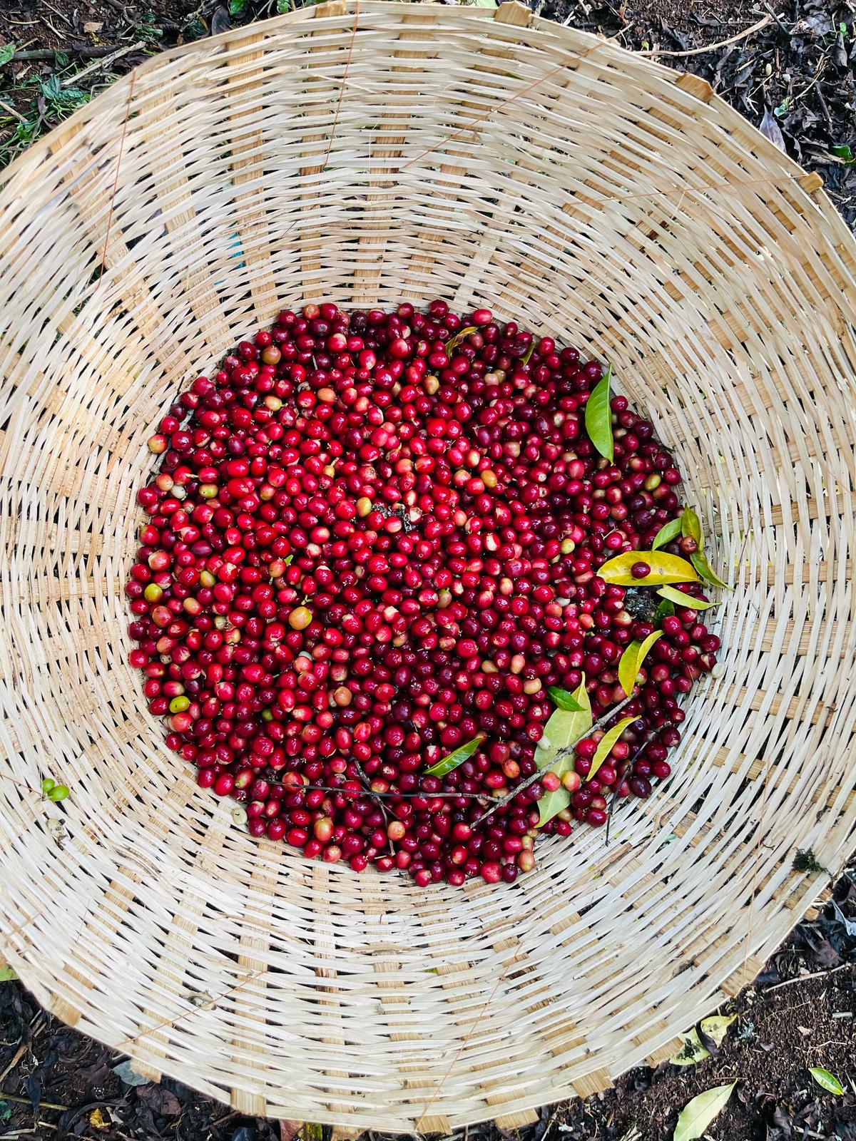 🇪🇹 Café Éthiopien - Gerba Dogo - Heirloom - Lavé 🇪🇹