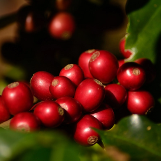 🇬🇹 Eduardo Cabrera - San José del Lago - Typica Lavé