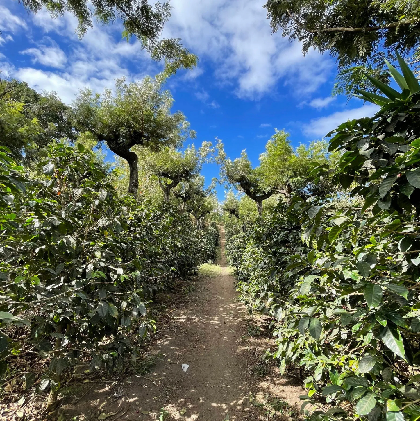 🇪🇹 Café de Spécialité – Heirloom Naturel – Station Coba