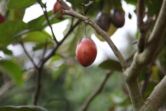 🇧🇴 Café de Spécialité – Pacamara Naturel – Finca El Mirador (Bolivie)