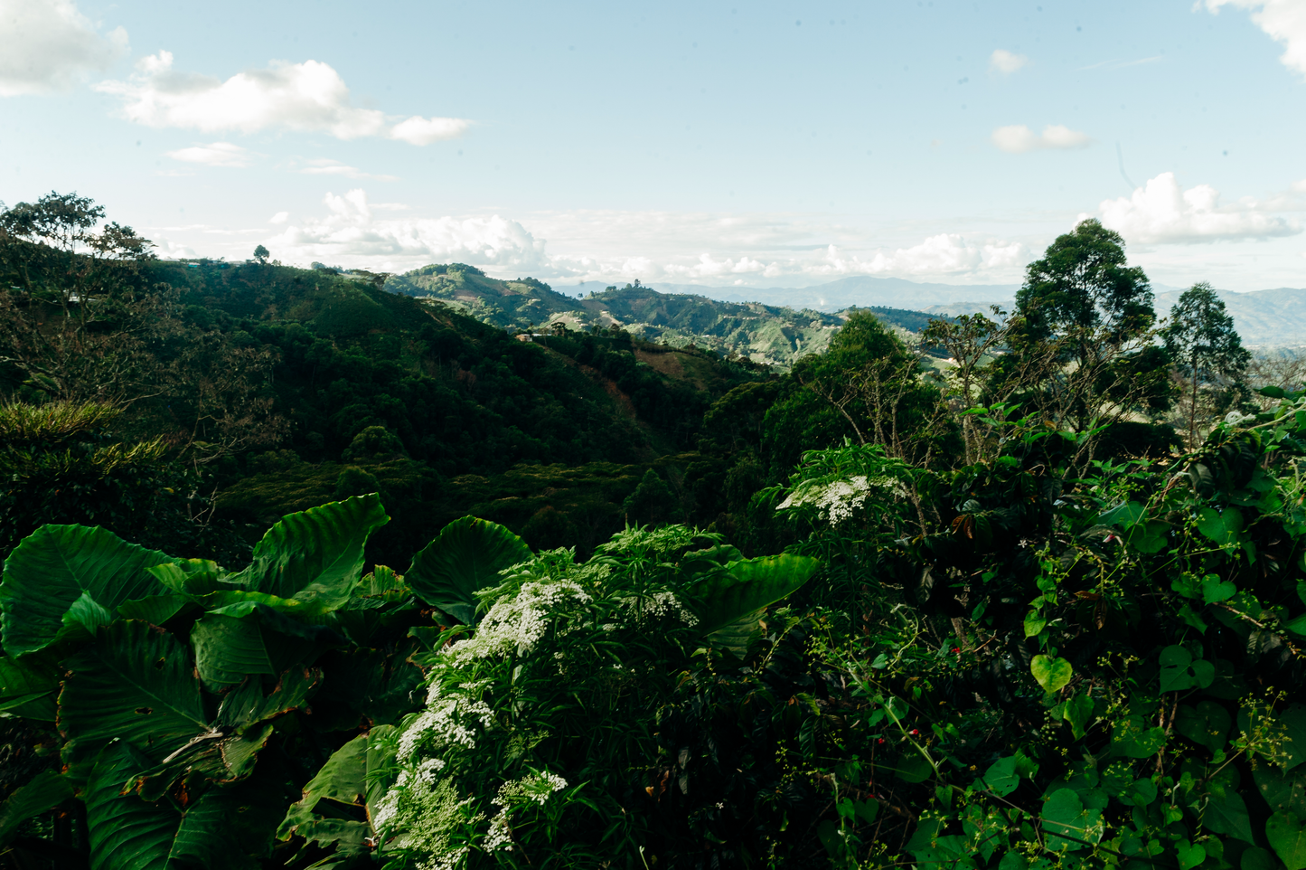 🇨🇴 Café de Spécialité de Colombie – Chiroso – Finca El Diviso – Nestor Lasso