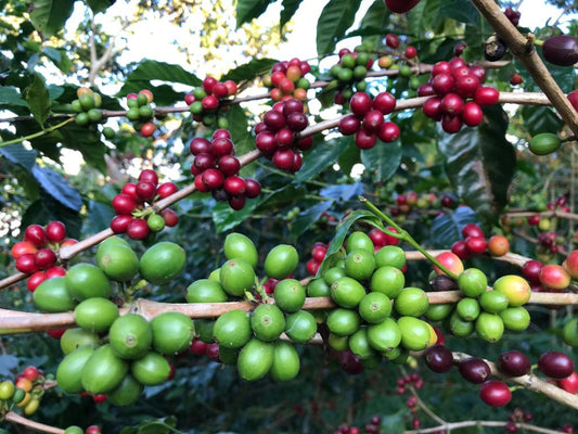 🇸🇻 Los Naranjos - Finca Noruega - Pacamara Nature🇸🇻