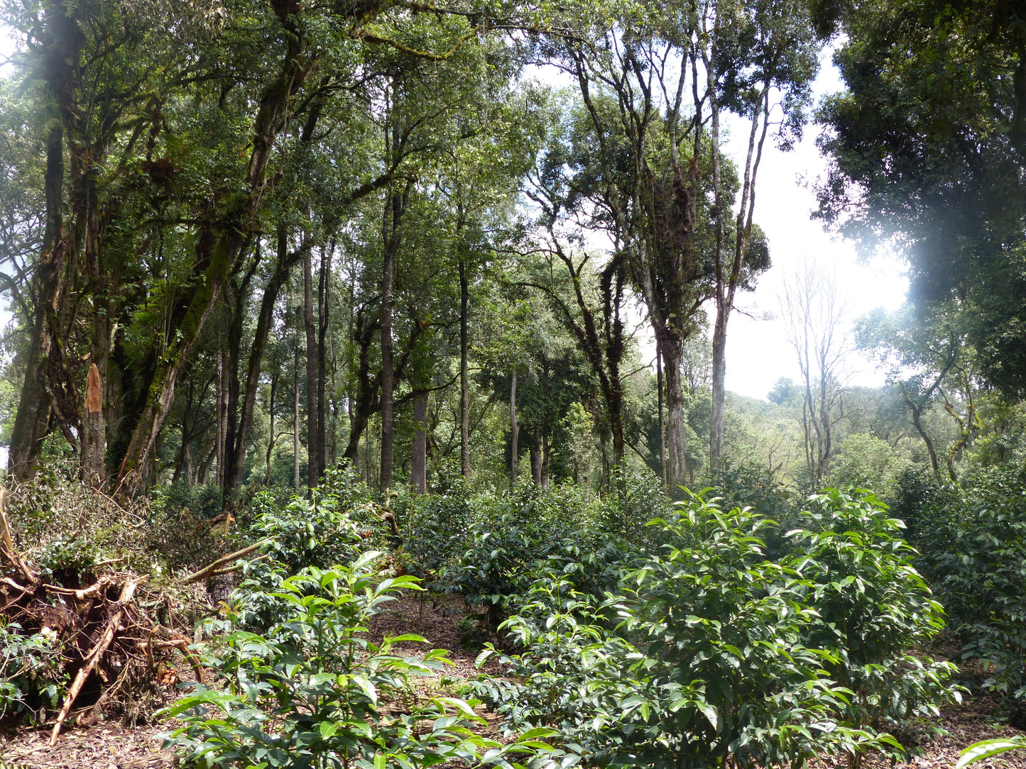 🇪🇹 Café Éthiopien - Gerba Dogo - Heirloom - Lavé 🇪🇹