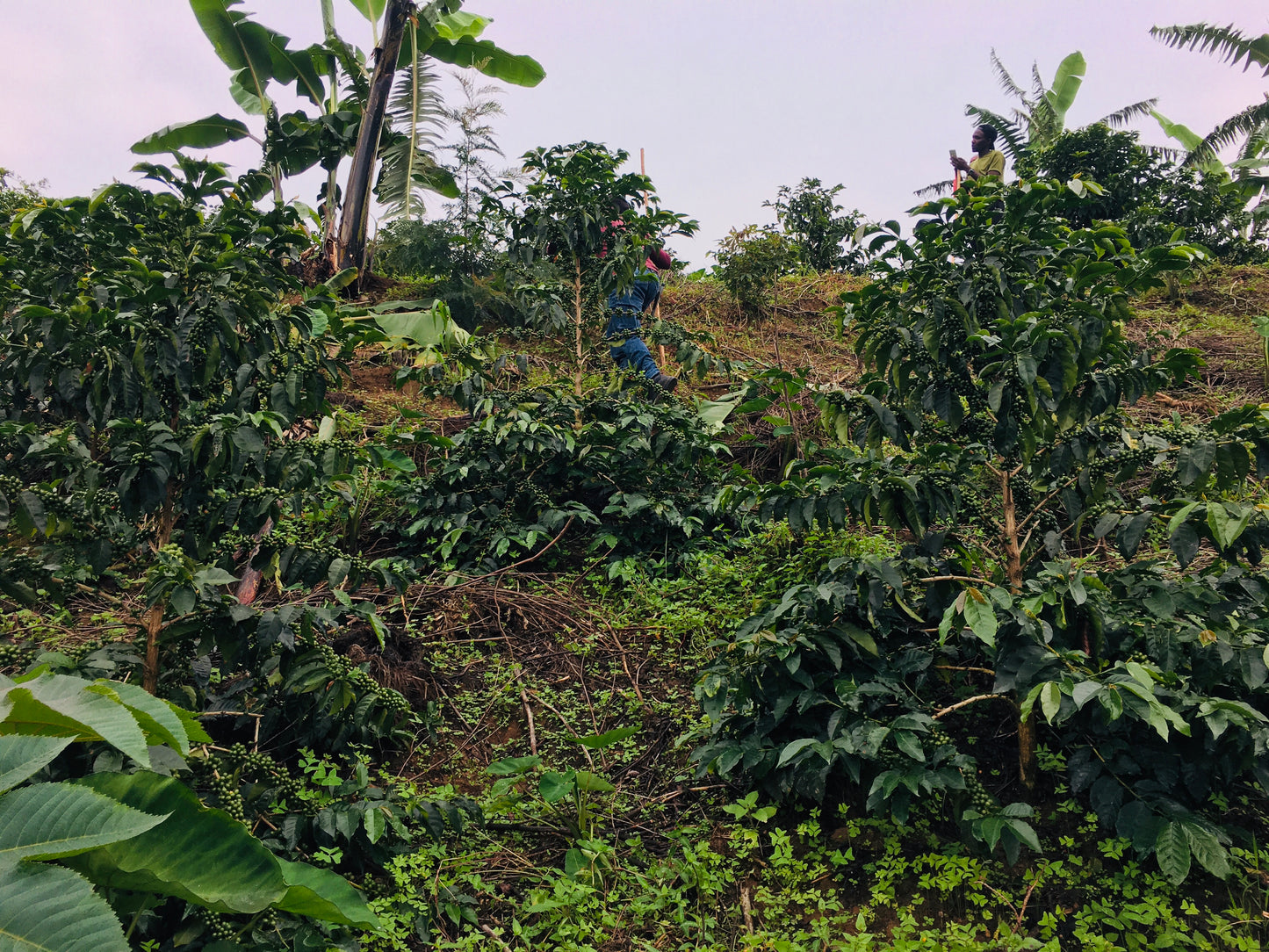 🇷🇼 Café De Spécilité - Ruronzi Farm | Rwanda – Bourbon rouge Natural Anaérobique