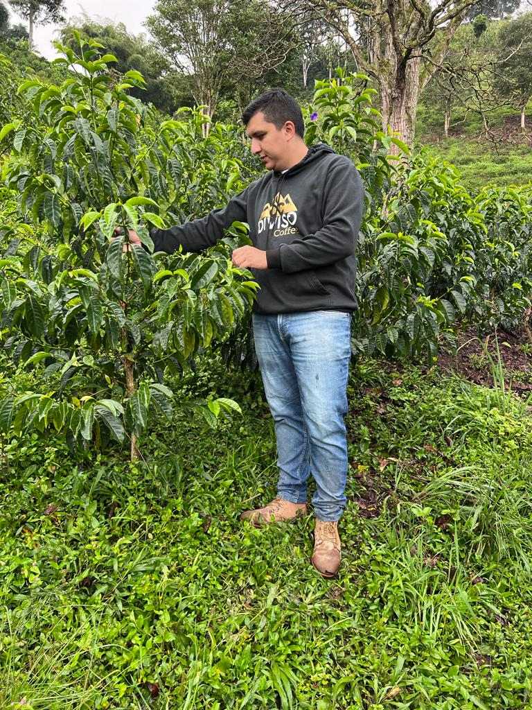 🇨🇴 Café de Spécialité de Colombie – Chiroso – Finca El Diviso – Nestor Lasso