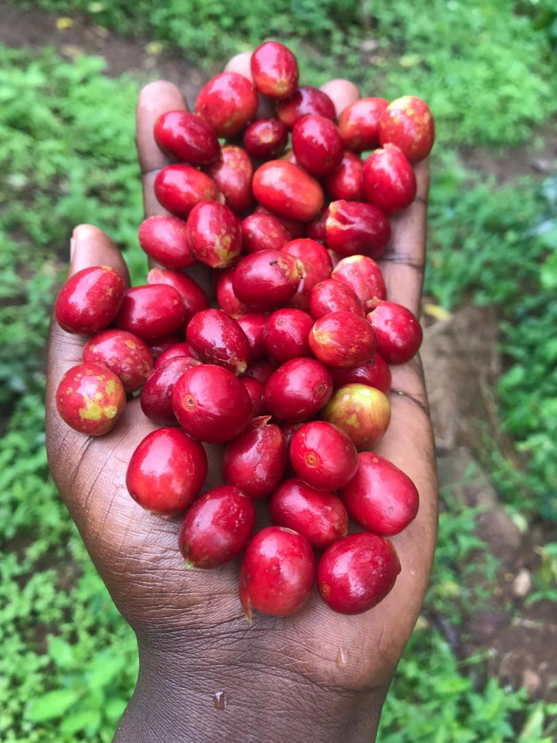 🇷🇼 Café De Spécilité - Ruronzi Farm | Rwanda – Bourbon rouge Natural Anaérobique