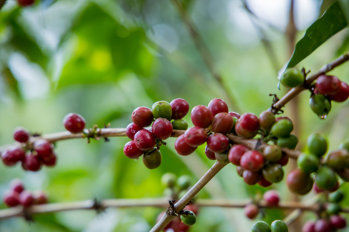 🇷🇼 Café De Spécilité - Ruronzi Farm | Rwanda – Bourbon rouge Natural Anaérobique